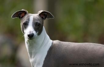 15 mejores perros de apartamento:razas adecuadas de todos los tamaños