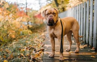 15 mejores perros de apartamento:razas adecuadas de todos los tamaños