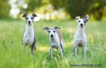 15 mejores perros de apartamento:razas adecuadas de todos los tamaños