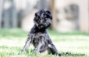 Guía de la raza Affenpinscher:perros pequeños con gran personalidad