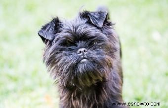 Guía de la raza Affenpinscher:perros pequeños con gran personalidad