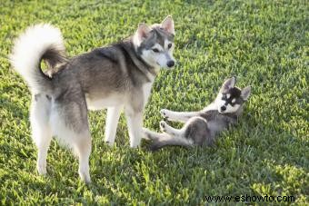 Perfil de Alaska Klee Kai:una raza de perro inteligente y llamativa