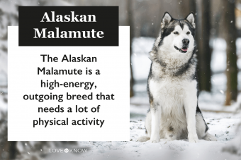 Raza malamute de Alaska:lo que necesita saber