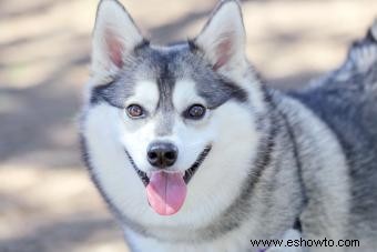 Perfil de Alaska Klee Kai:una raza de perro inteligente y llamativa