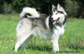 Raza malamute de Alaska:lo que necesita saber