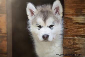 Raza malamute de Alaska:lo que necesita saber