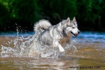 Raza malamute de Alaska:lo que necesita saber