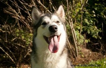 Raza malamute de Alaska:lo que necesita saber