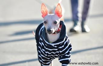 Antecedentes y descripción general de la raza terrier americano sin pelo