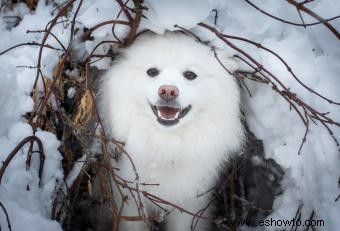 Resumen e imágenes de la raza de perro esquimal americano