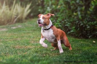 Datos sobre el staffordshire terrier americano para entender mejor a tu cachorro