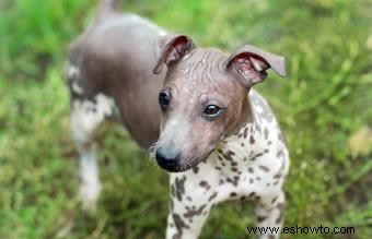 Antecedentes y descripción general de la raza terrier americano sin pelo