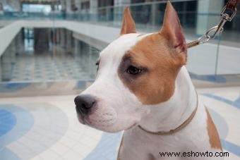 Datos sobre el staffordshire terrier americano para entender mejor a tu cachorro