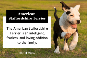 Datos sobre el staffordshire terrier americano para entender mejor a tu cachorro