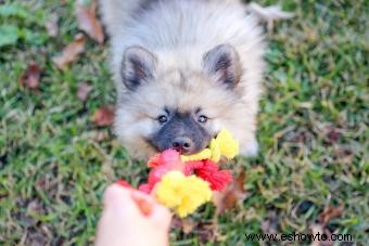 Cualquier cosa y todo sobre el Keeshond (pelaje y todo)