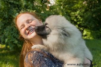 Cualquier cosa y todo sobre el Keeshond (pelaje y todo)