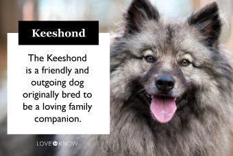 Cualquier cosa y todo sobre el Keeshond (pelaje y todo)