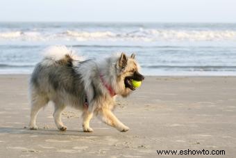 Cualquier cosa y todo sobre el Keeshond (pelaje y todo)