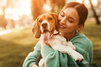 Fundamentos de la raza de perro Beagle para que todos los conozcan