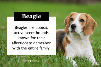 Fundamentos de la raza de perro Beagle para que todos los conozcan