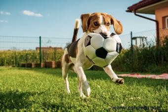 Fundamentos de la raza de perro Beagle para que todos los conozcan