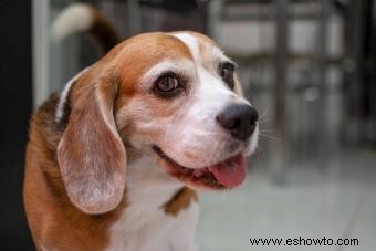 Fundamentos de la raza de perro Beagle para que todos los conozcan