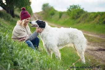 Fundamentos de la raza de perro borzoi (desde sus rasgos hasta su salud)