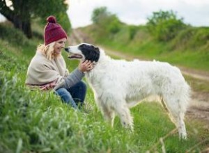 Guía Completa del Borzoi: Origen, Características, Temperamento, Salud y Cuidados