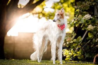 Fundamentos de la raza de perro borzoi (desde sus rasgos hasta su salud)