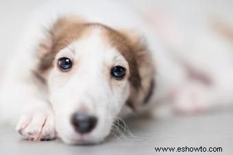 Fundamentos de la raza de perro borzoi (desde sus rasgos hasta su salud)