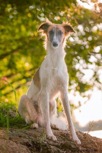 Fundamentos de la raza de perro borzoi (desde sus rasgos hasta su salud)