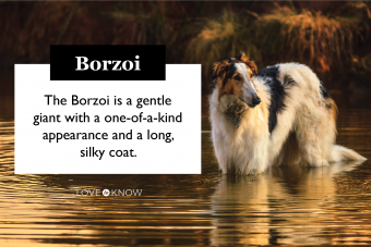 Fundamentos de la raza de perro borzoi (desde sus rasgos hasta su salud)