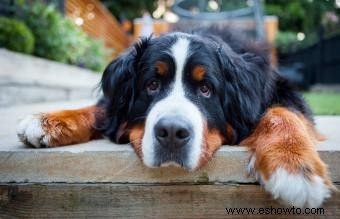 Bernese Mountain Dog:Guía completa de raza y cuidados