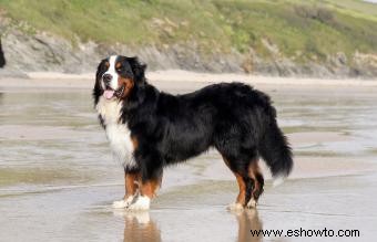 Bernese Mountain Dog:Guía completa de raza y cuidados