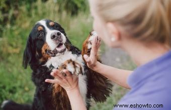 Bernese Mountain Dog:Guía completa de raza y cuidados