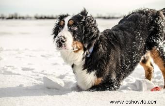 Bernese Mountain Dog:Guía completa de raza y cuidados