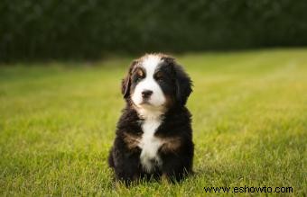 Bernese Mountain Dog:Guía completa de raza y cuidados