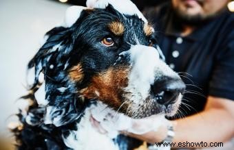 Bernese Mountain Dog:Guía completa de raza y cuidados