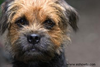 Border Terriers:lo que necesita saber