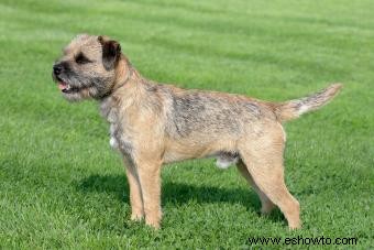 Border Terriers:lo que necesita saber