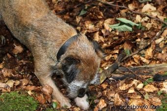 Border Terriers:lo que necesita saber