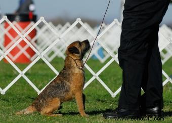 Border Terriers:lo que necesita saber