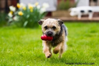 Border Terriers:lo que necesita saber