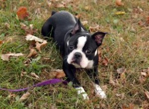 Perfil de Boston Terrier:todo lo que debe saber sobre la raza