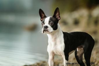 Perfil de Boston Terrier:todo lo que debe saber sobre la raza