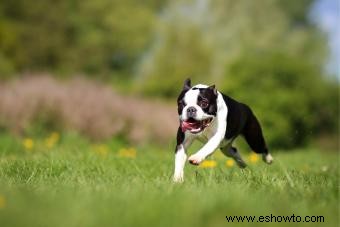 Perfil de Boston Terrier:todo lo que debe saber sobre la raza