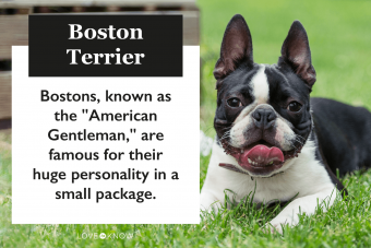 Perfil de Boston Terrier:todo lo que debe saber sobre la raza