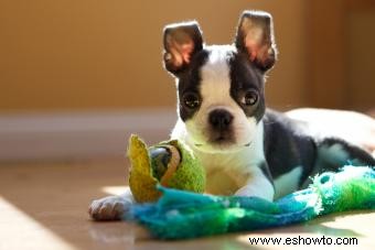 Perfil de Boston Terrier:todo lo que debe saber sobre la raza