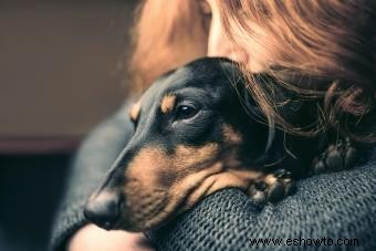 Desglose de la raza de perro Dachshund:¿Son estos cachorros para ti?