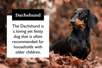 Desglose de la raza de perro Dachshund:¿Son estos cachorros para ti?
